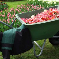 Lawn Maintenance